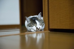 誰かが覗いて...？
