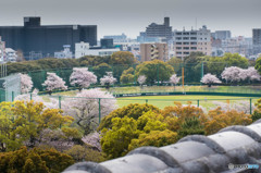 桜球場