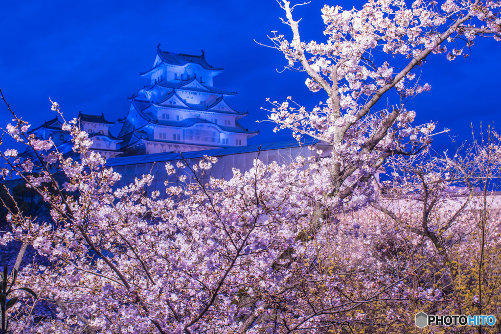 姫路城夜桜