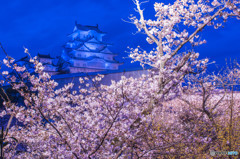 姫路城夜桜