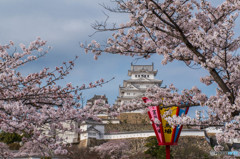 姫路桜満開