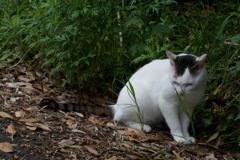 ねこ