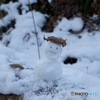 雪だるま