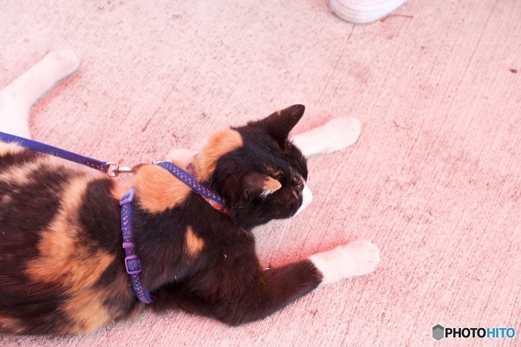 三毛猫