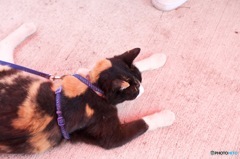 三毛猫