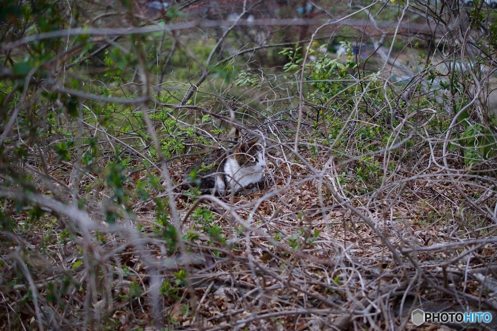 猫