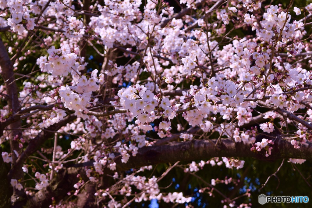 桜’15