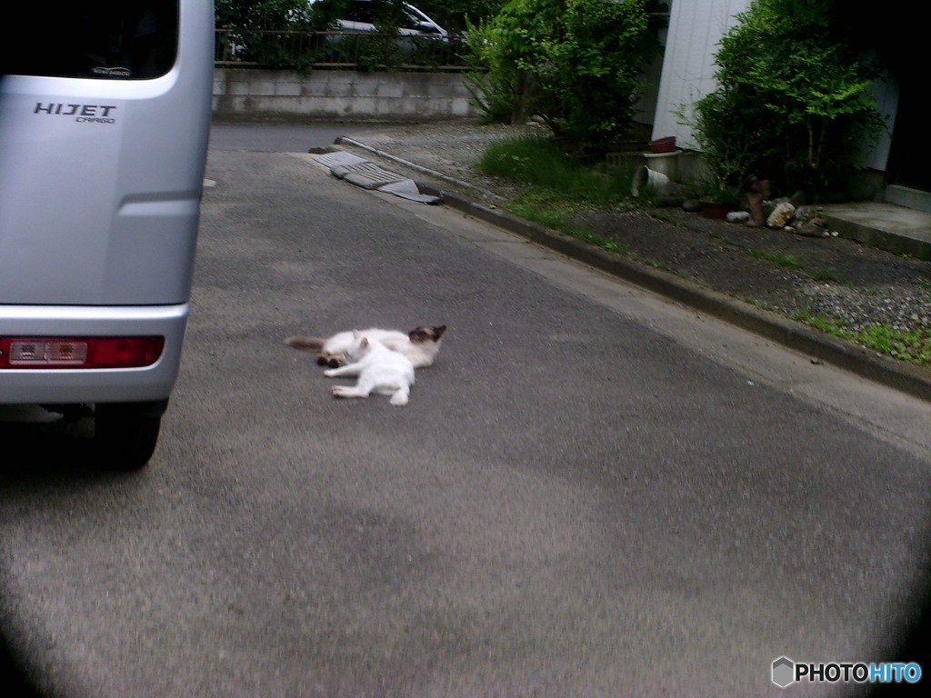 猫