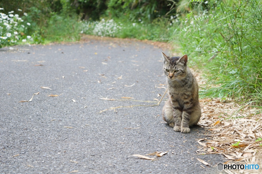 ねこ