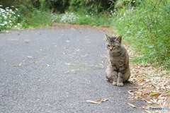 ねこ