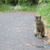 ねこ