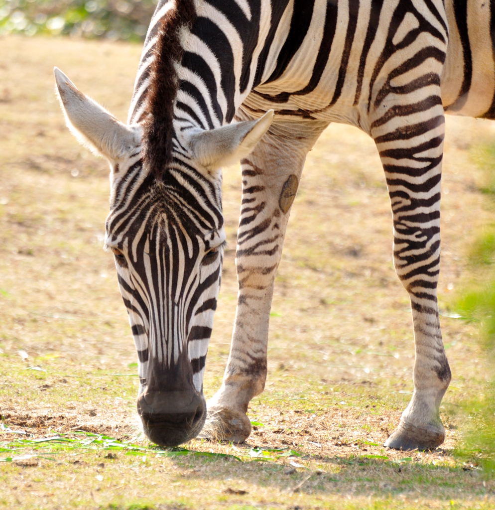 天王寺動物園にて④