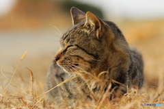 野良猫 たそがれ