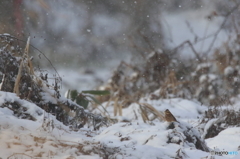 雪にうもれず