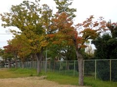公園の秋