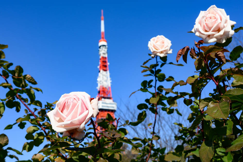 薔薇とタワー