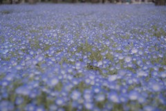 日比谷公園のネモフィラ