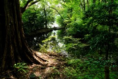 緑を浴びに公園へ