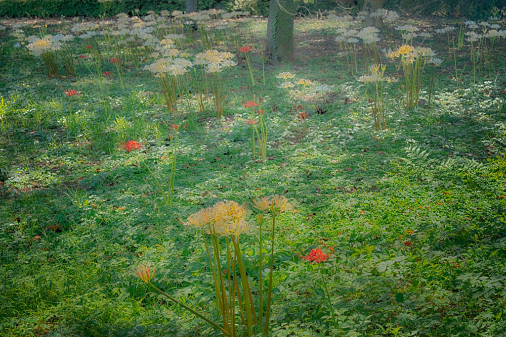 MANJUSHAGE A LA MONET