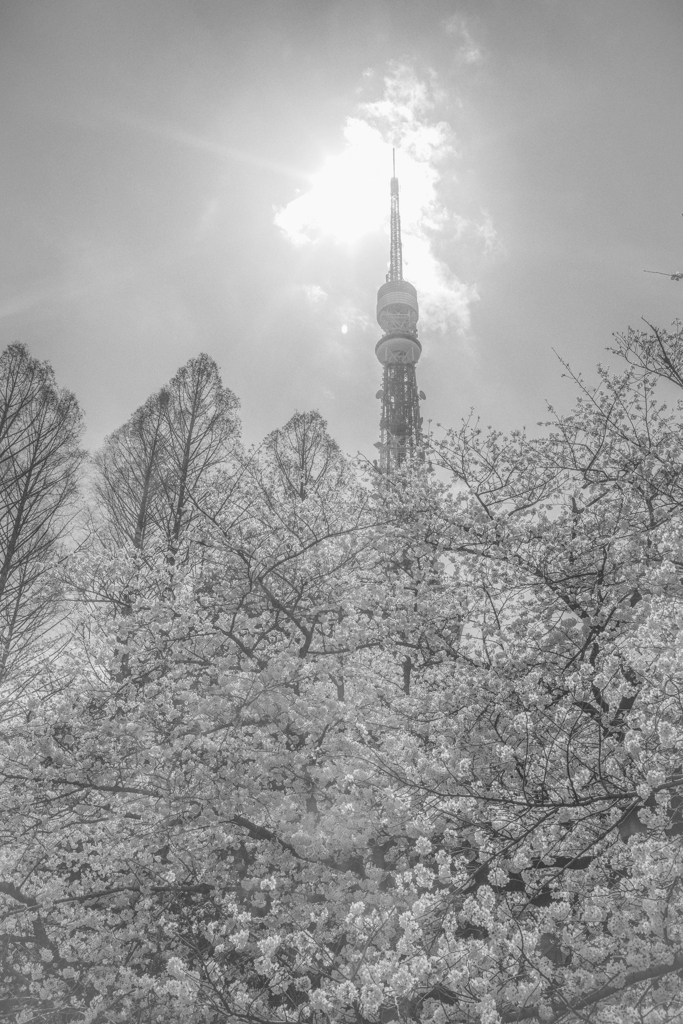 今年の桜