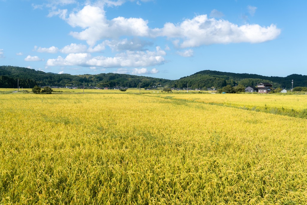 晩夏　能登　氷見の田園