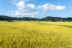 晩夏　能登　氷見の田園