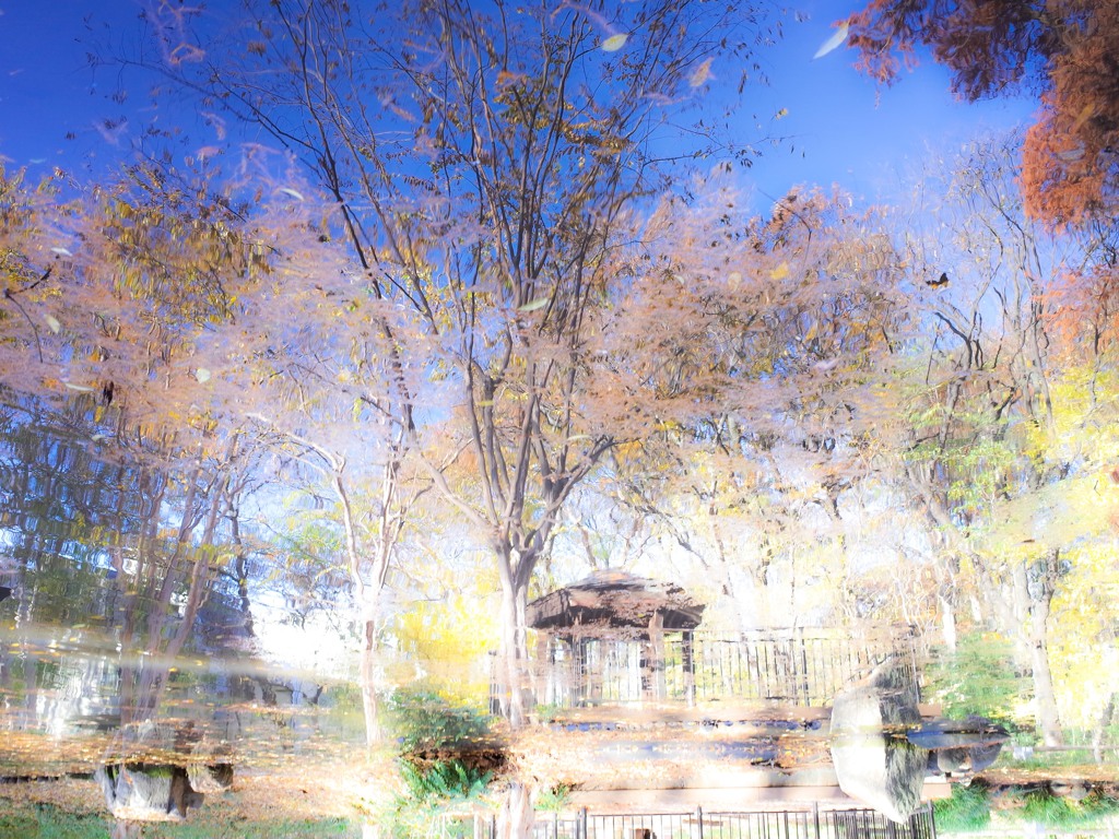 12月の池　カラー