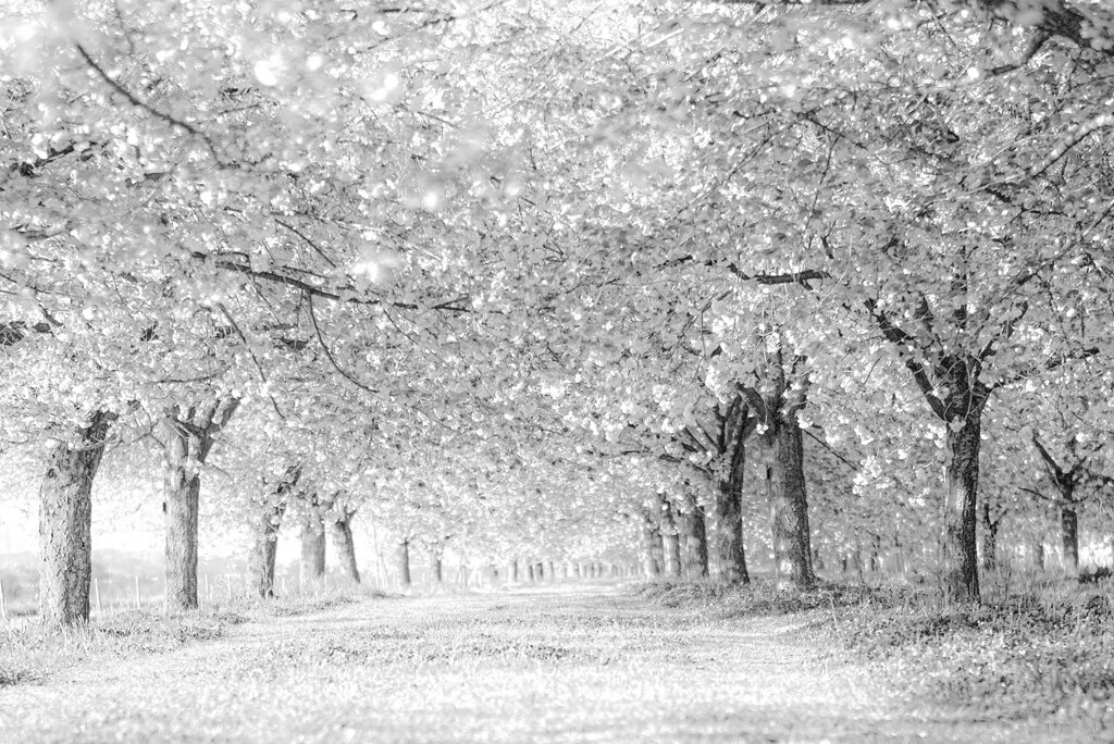 小布施の桜　モノクローム
