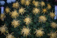 面白い菊　黄色