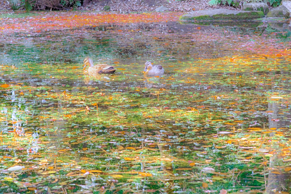 DUCK A LA MONET