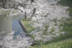 千鳥ヶ淵　九段下の桜