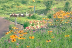 夏の記憶　ルドベキア・トリロバの庭