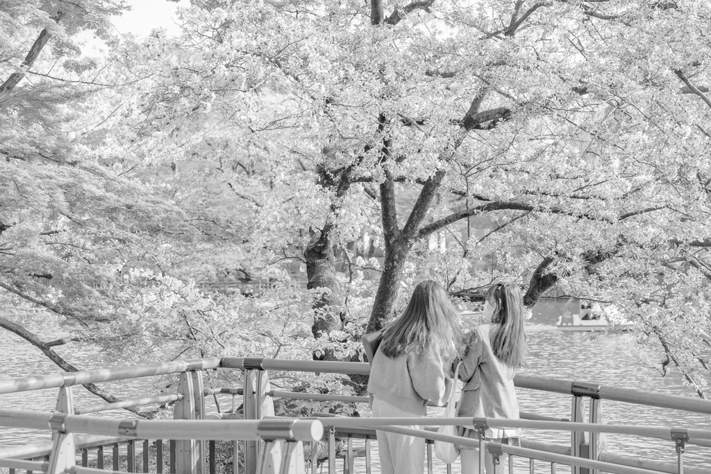 去年の桜