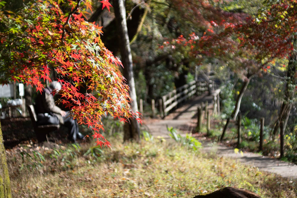 秋の公園　天気の良い日