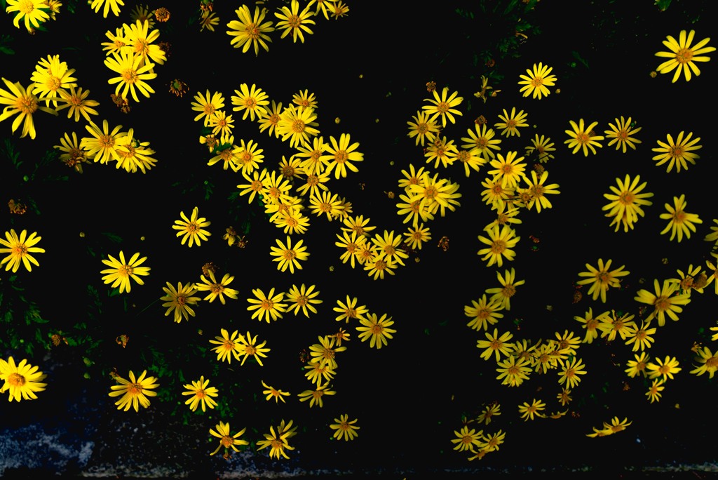 路傍の花
