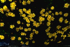 路傍の花