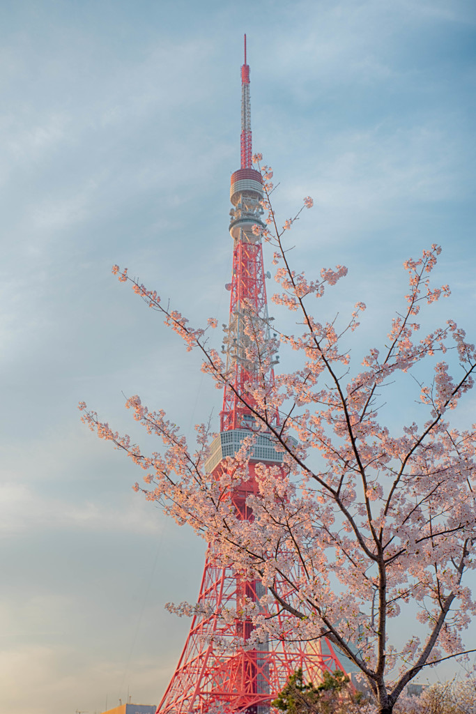 タワーと桜