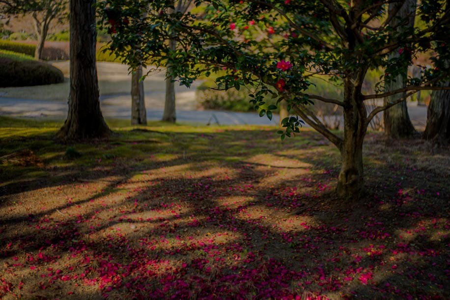 散りゆく花