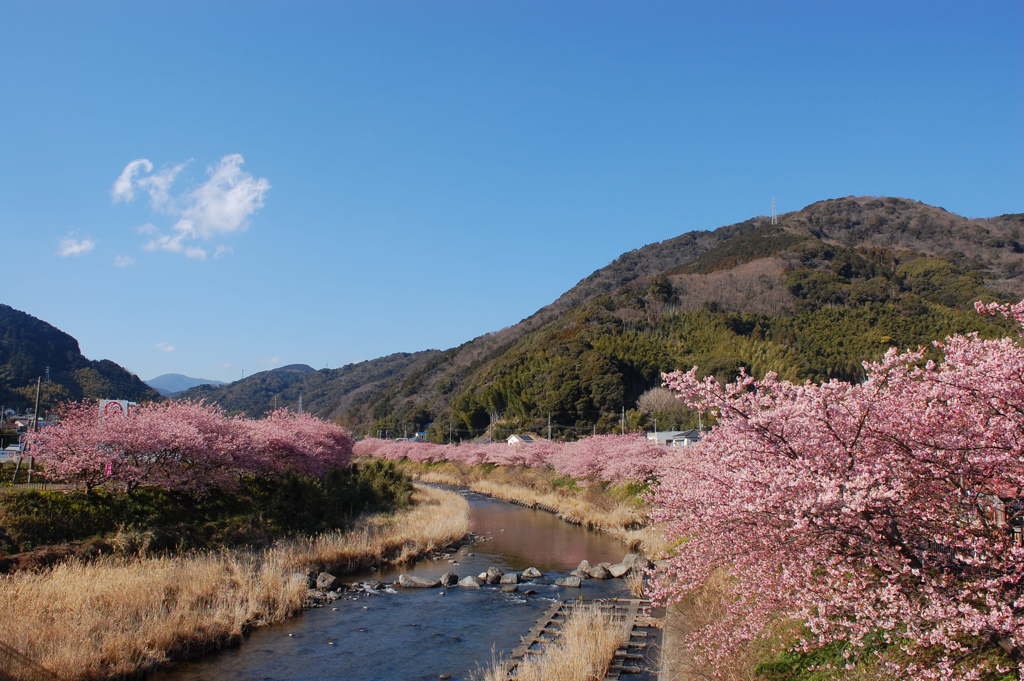 河津桜