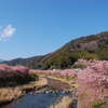 河津桜