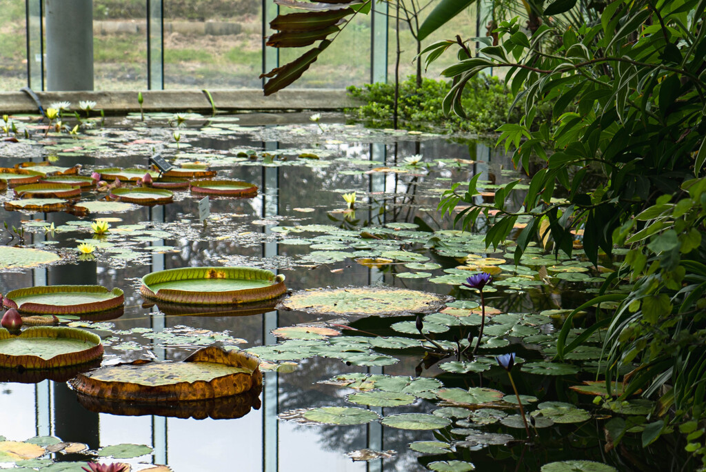 これ、子供の頃図鑑で見たやつだ