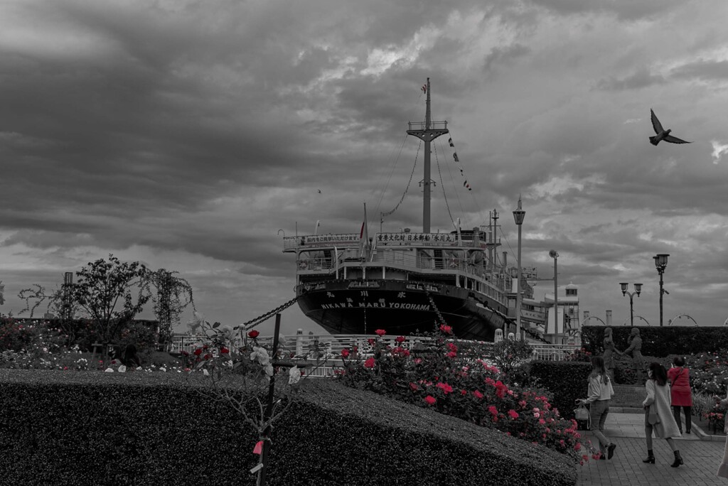 カモメが飛んだ