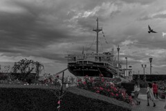 カモメが飛んだ