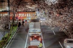 夜桜