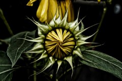 ブリーチバイバス