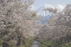 忍野の桜