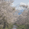 忍野の桜