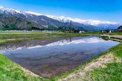 白馬の水田