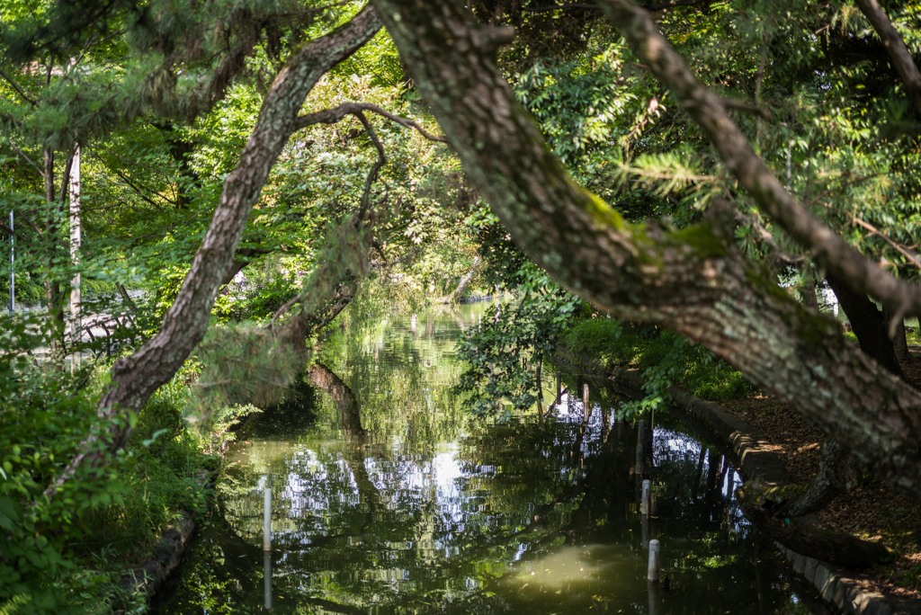 夏の公園