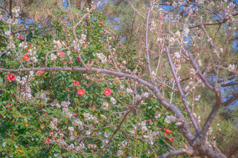 梅と山茶花